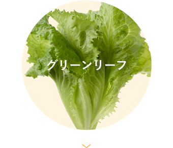 グリーンリーフ